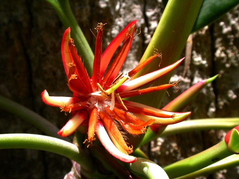 Bruguiera gymnorhiza